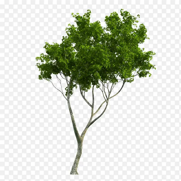 清新绿色大树植物