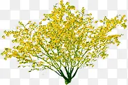 黄色唯美绿化大树