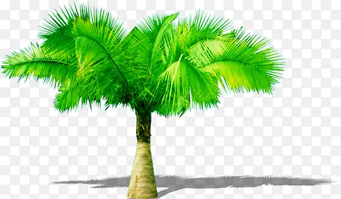 手绘热带植物大树