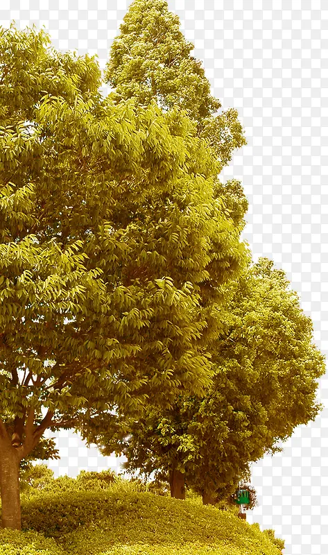 高清创意黄色摄影大树