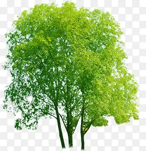 清新绿色大树装饰景观