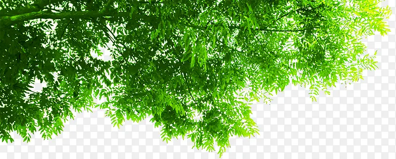 清新春季植物大树
