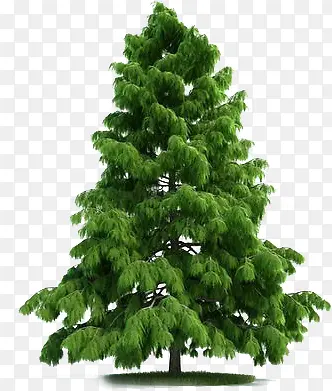 绿色毛茸茸的大树