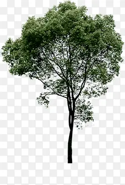 绿色单独大树设计