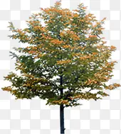 秋季小区景观大树