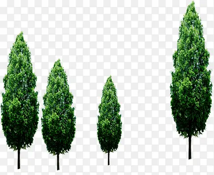 绿色环保高大植物大树