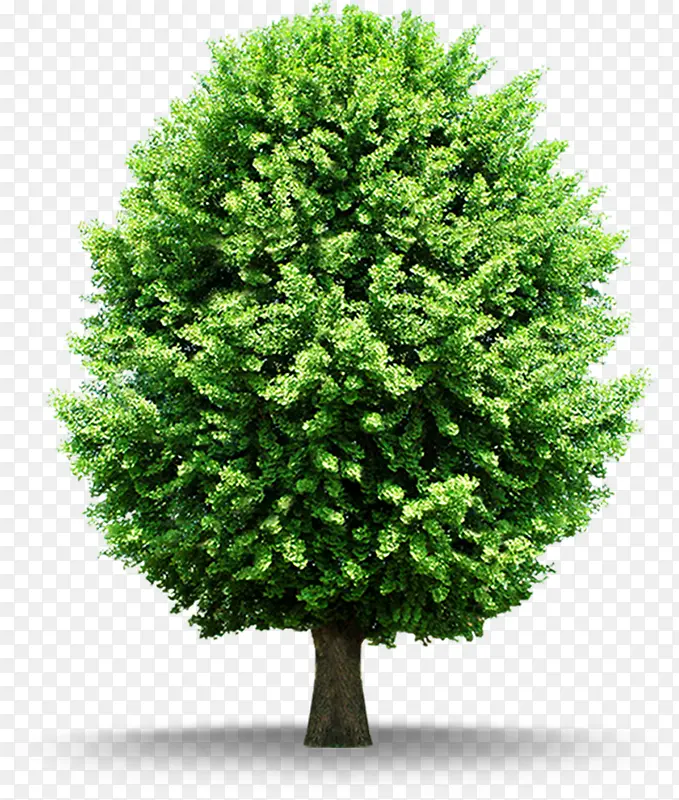 清新大树植物高清