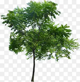 热带景观大树唯美