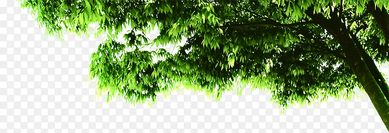 绿色大树展板插图