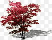 红色树叶大树景观装饰