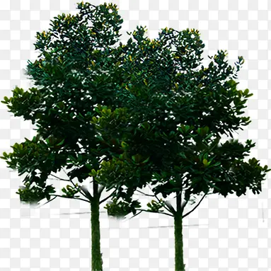 高清摄影合成效果绿色大树树木