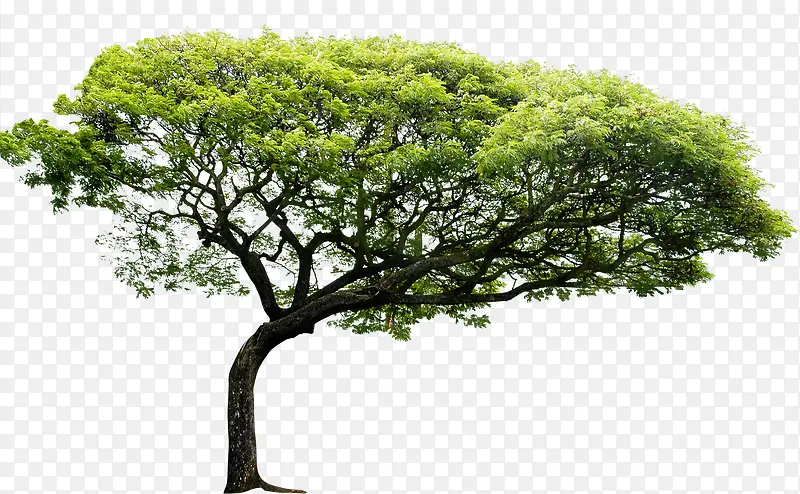 高清摄影绿色植物大树树木
