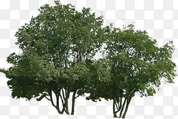 高清环境渲染效果绿色大树
