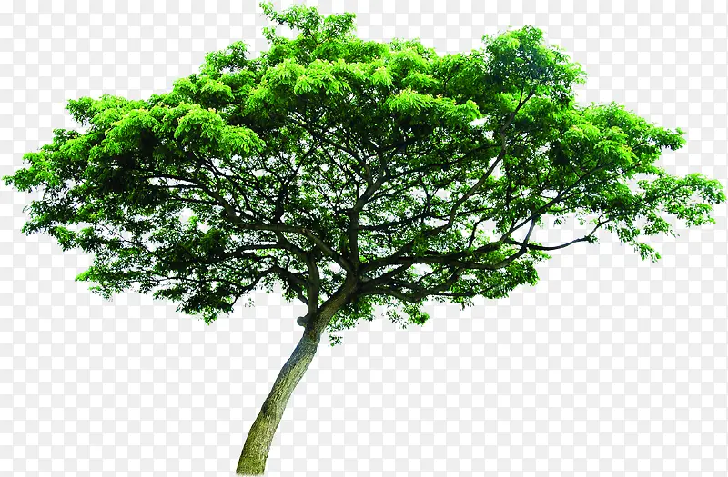 高清创意绿色大树环境素材