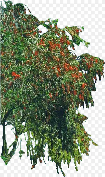 红色果实大树植物