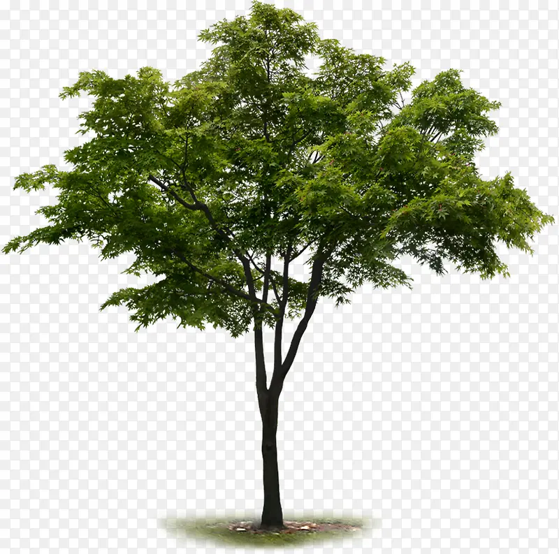 高清创意绿色大树环境素材植物