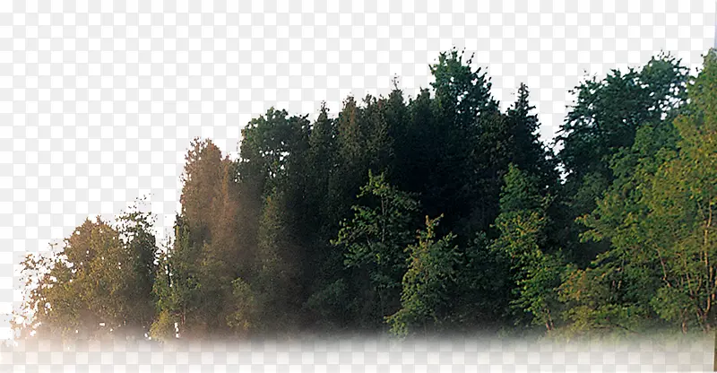 大树园林清晨美景