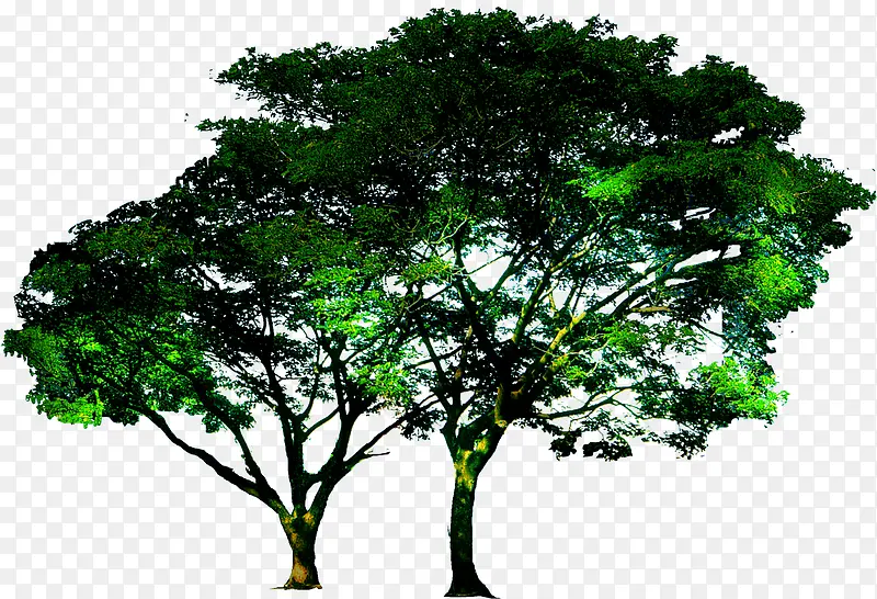 创意高清摄影合成效果绿色大树