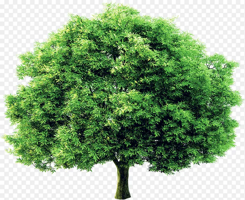 绿色植物环保大树