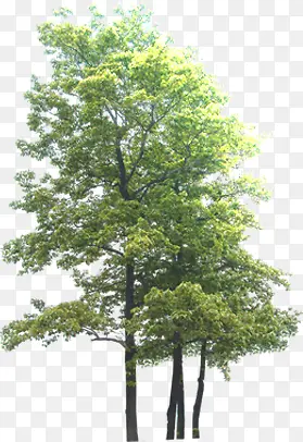 创意环境素材绿色的大树