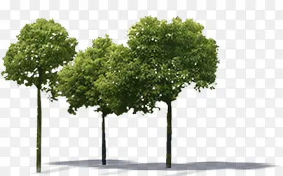 高清摄影绿色的大树植物树木
