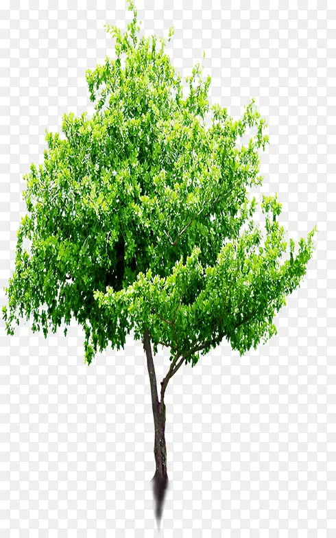 高清绿色环保大树