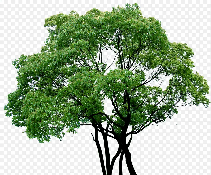 高清摄影绿色大树环境渲染