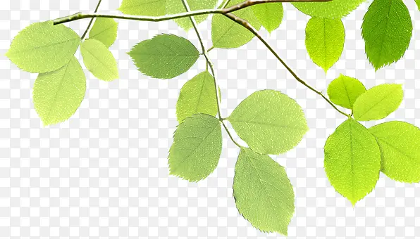 环保植树节装饰绿叶