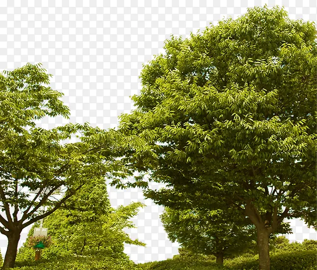 环境渲染效果绿色大树植物