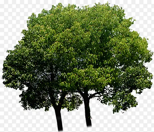 高清摄影绿色大树