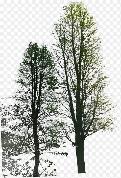 创意合成摄影渲染大树树木