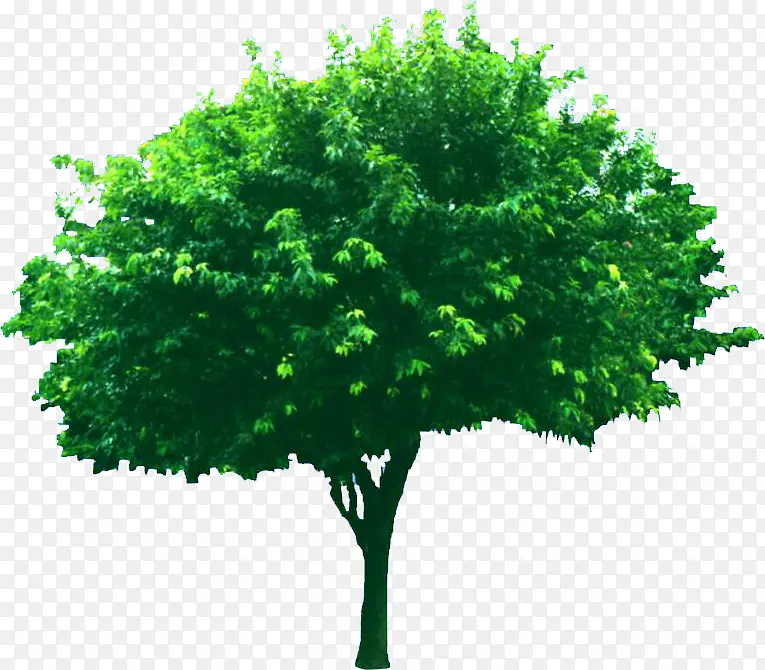 绿色大树树叶植物