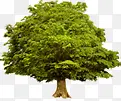 高清创意绿色植物大树环境
