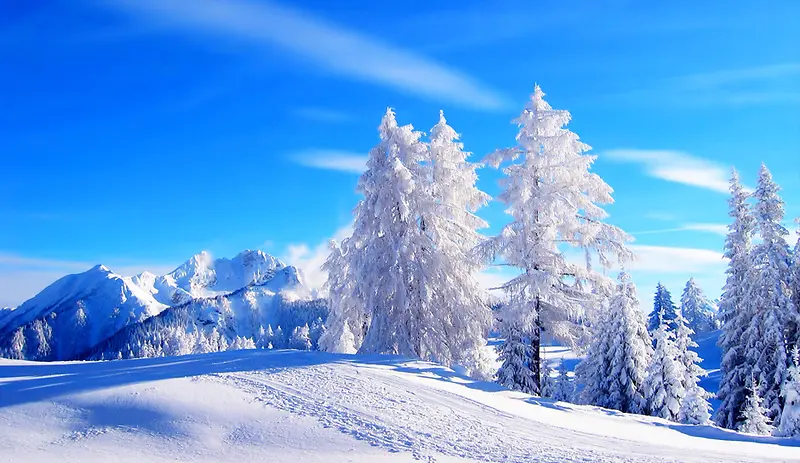 冬季大树覆雪海报