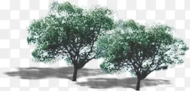 高清摄影环境植物大树