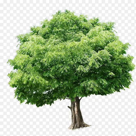 高清摄影绿色的植物大树造型效果
