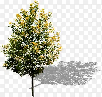 高清室外摄影黄色的大树