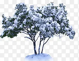 冬季雪景植物风景大树