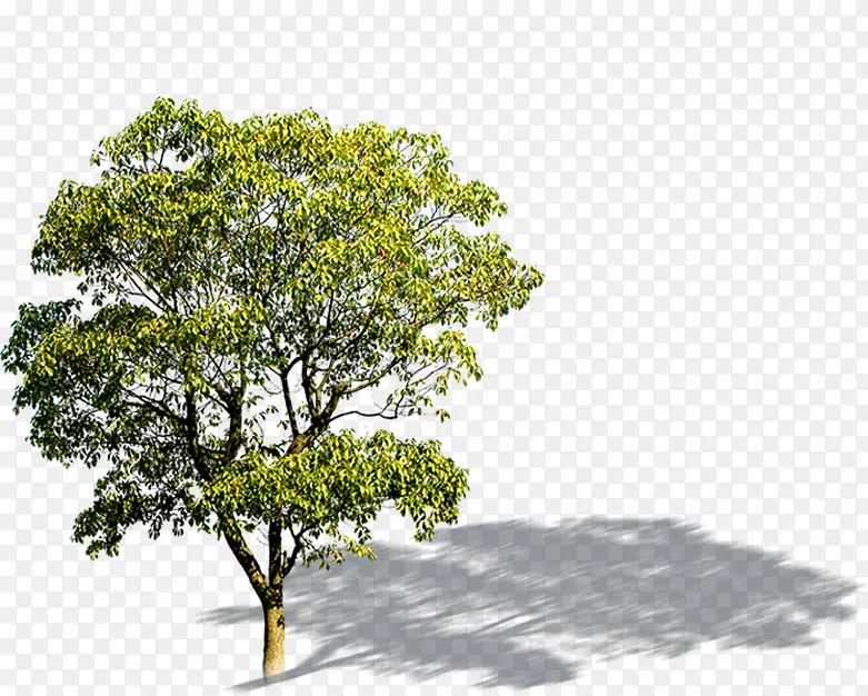 高清室外摄影绿色大树