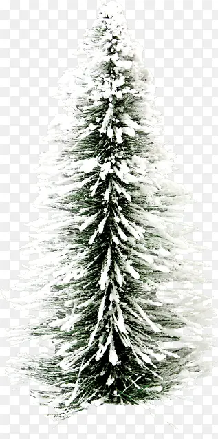 高清冬季雪块大树