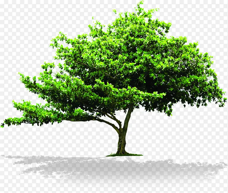 高清创意摄影合成效果绿色大树