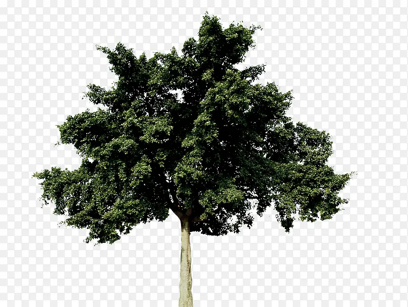 摄影效果创意绿色大树