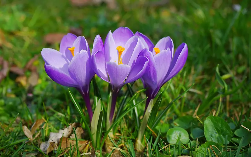 绿色草地上的紫色兰花