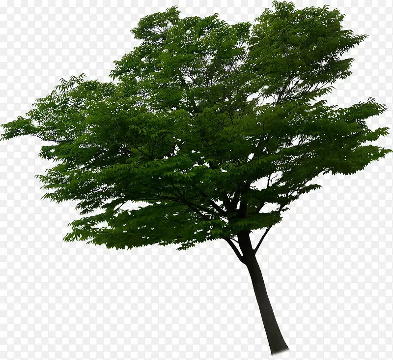 绿色大树创意合成效果大树