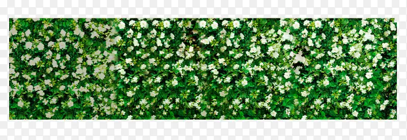 高清摄影绿色的草地小花