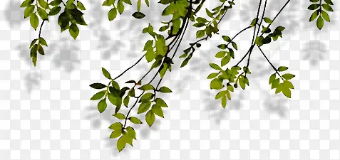 创意高清摄影绿色的大树树叶