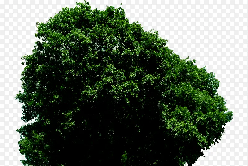 高清摄影绿色植物大树