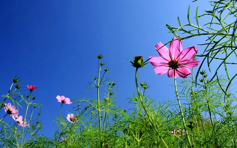 绿色草地上的粉色野花