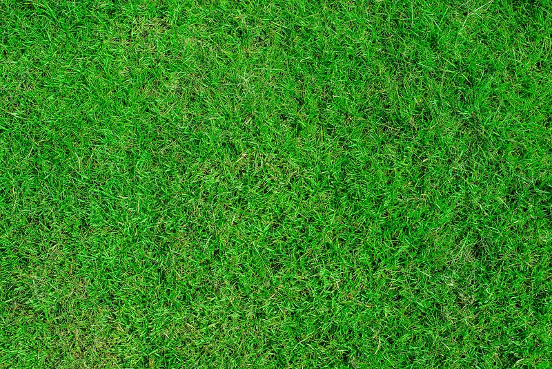 旺盛的草地