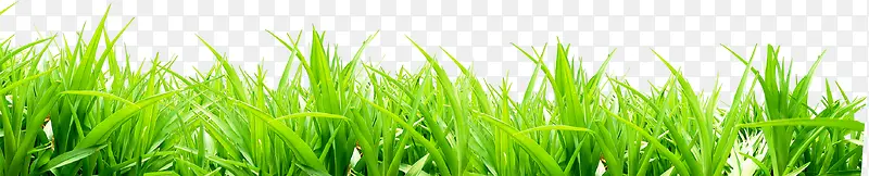 绿色草地美景植物